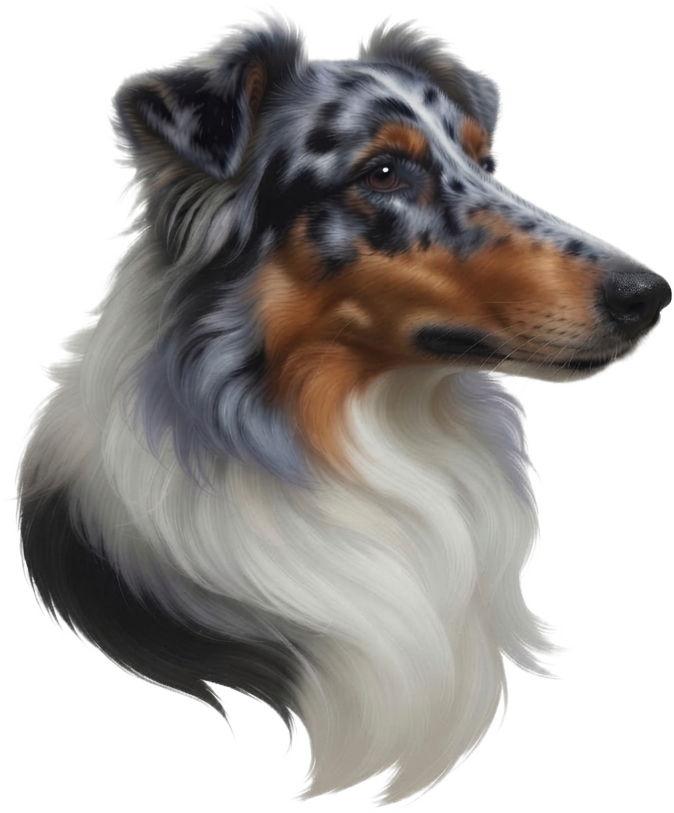Ladias Dream Collies